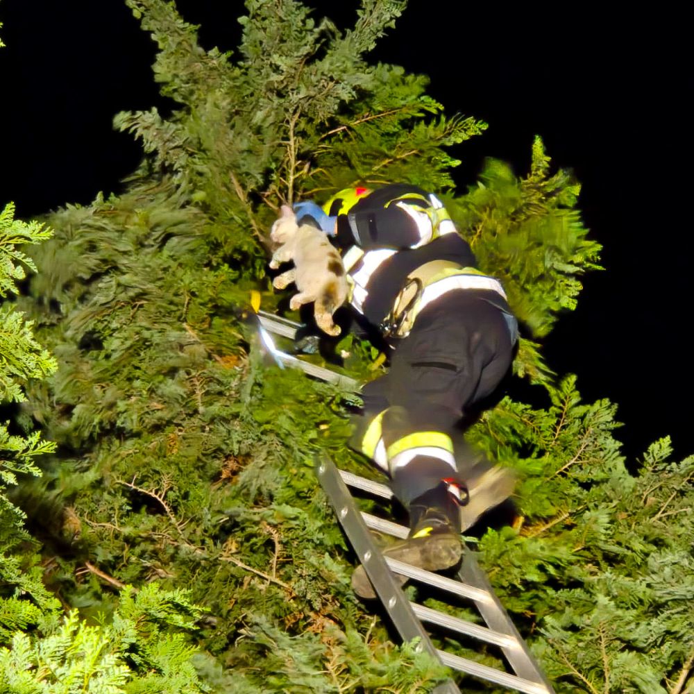 Katze auf Baum – Tierrettung (T1)